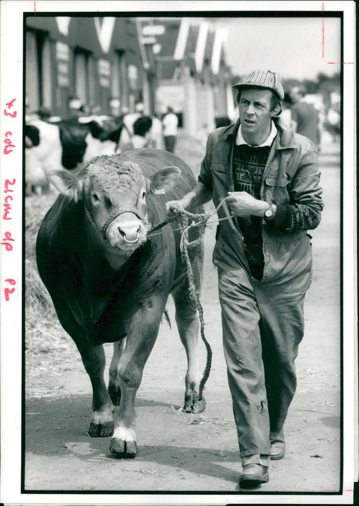 Animal, Cattle: Royal Show. - Vintage Photograph