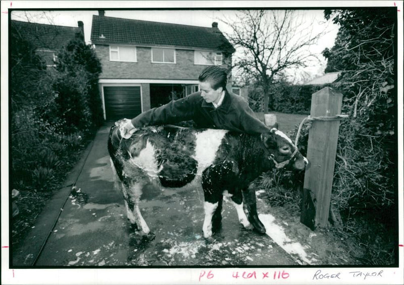 Animal, Cattle: Home on the range. - Vintage Photograph