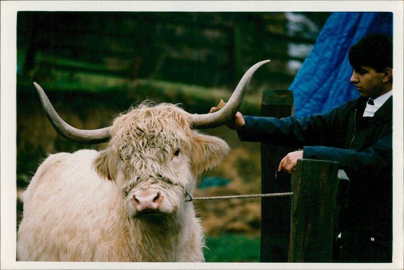 Animal, Cattle. - Vintage Photograph