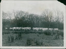 Animal, Cattle: Chillingham Herd and white cattle. - Vintage Photograph