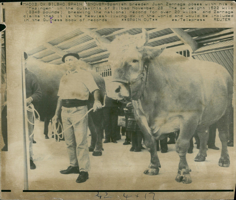 Animal, Cattle: - Vintage Photograph