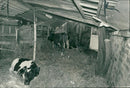 Animal, Cattle: Police climbing over a garden wall to inspect. - Vintage Photograph