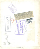 Animal, Cattle: The first pure Charollais female to set foot in Britain photographed. - Vintage Photograph