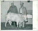 Animal, Cattle: The first pure Charollais female to set foot in Britain photographed. - Vintage Photograph
