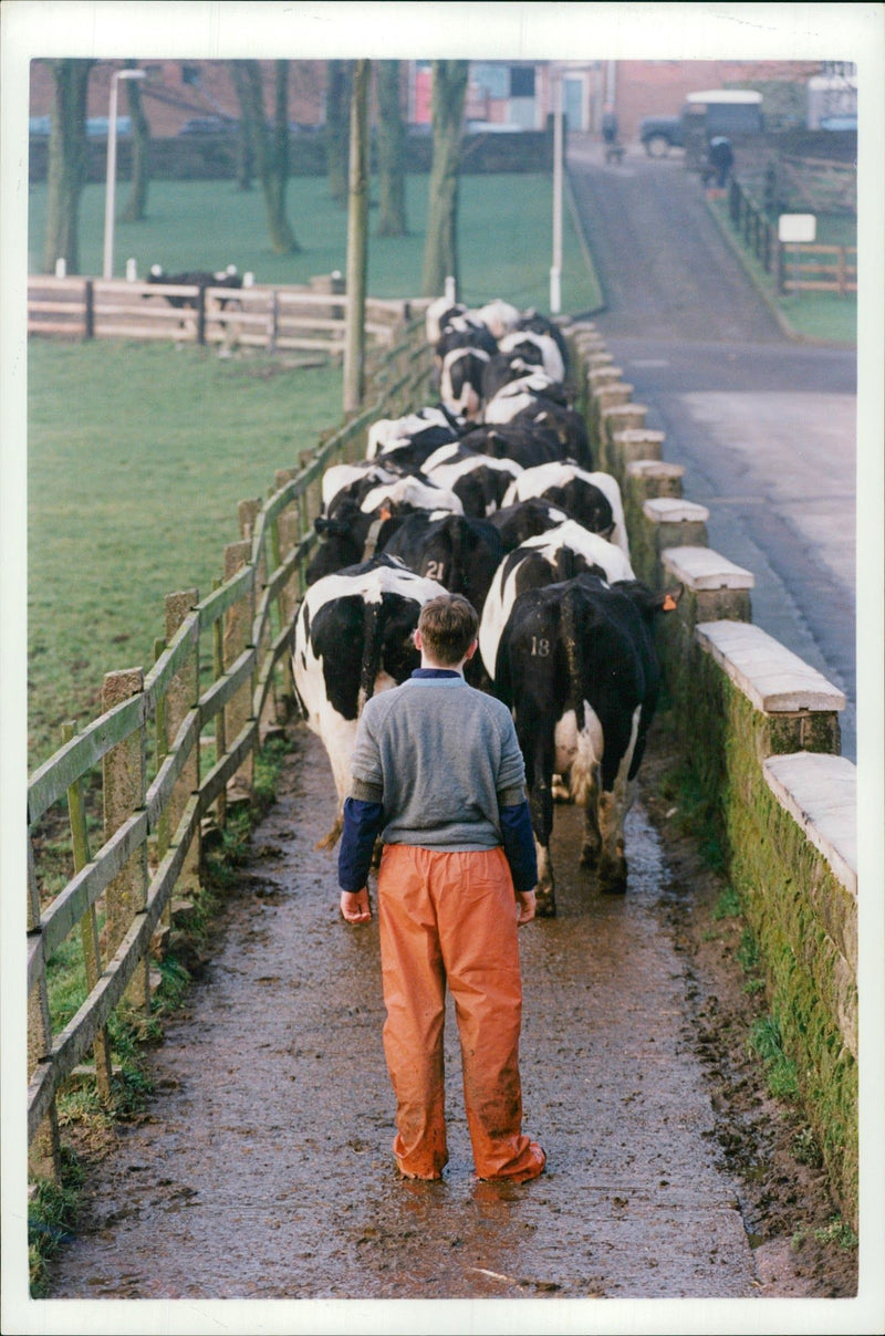 Animal, Cattles. - Vintage Photograph