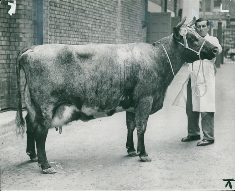 Animal, Cattle: Supreme individual champion. - Vintage Photograph