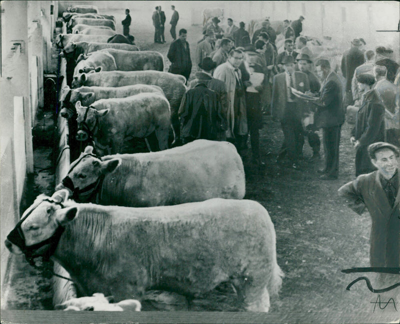 Animal, Cattle: Charollais bulls. - Vintage Photograph