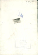 Animal, Cattle: Friesian bull "unpredictable". - Vintage Photograph