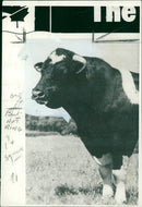Animal, Cattle: Friesian bull "unpredictable". - Vintage Photograph