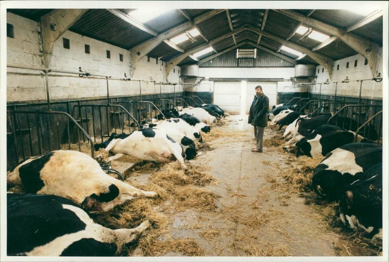 Animal, Cattle: Electrocuted Cattle. - Vintage Photograph