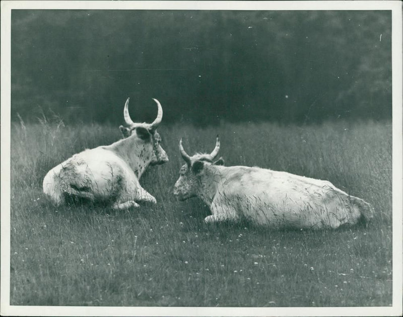 Animal, Cattle: Chillingham wild white cattle. - Vintage Photograph