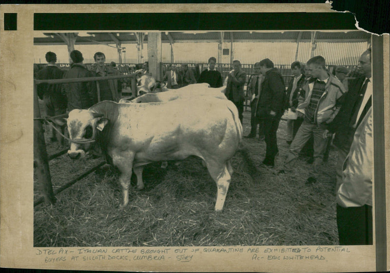 Animal, Cattle: - Vintage Photograph