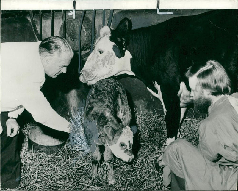 Animal, Cattle: The calf with its mother. - Vintage Photograph