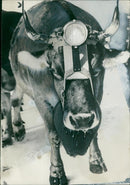 Animal, Cattle: Cows gets fog lamps. - Vintage Photograph