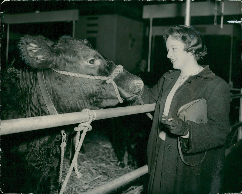 Animal, Cattle: A royal entry, - Vintage Photograph