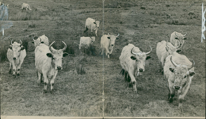 Animal, Cattle: Herdy Wild Cattle. - Vintage Photograph