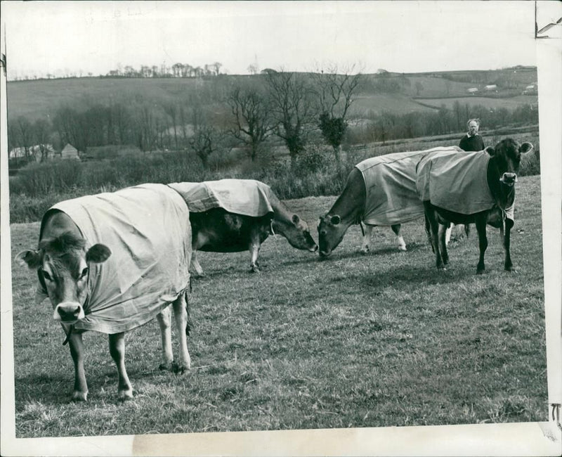 Animal, Cattle: Cows fitted with raincoats. - Vintage Photograph