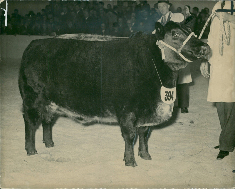 Animal, Cattle: Supreme champion at Smithfield show. - Vintage Photograph