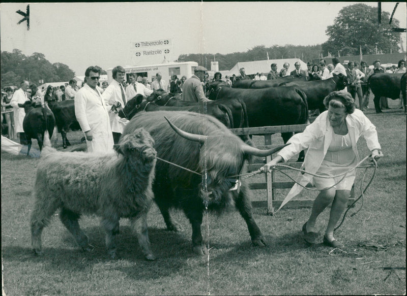 Animal, Cattle: A calf being pulled by a woman. - Vintage Photograph