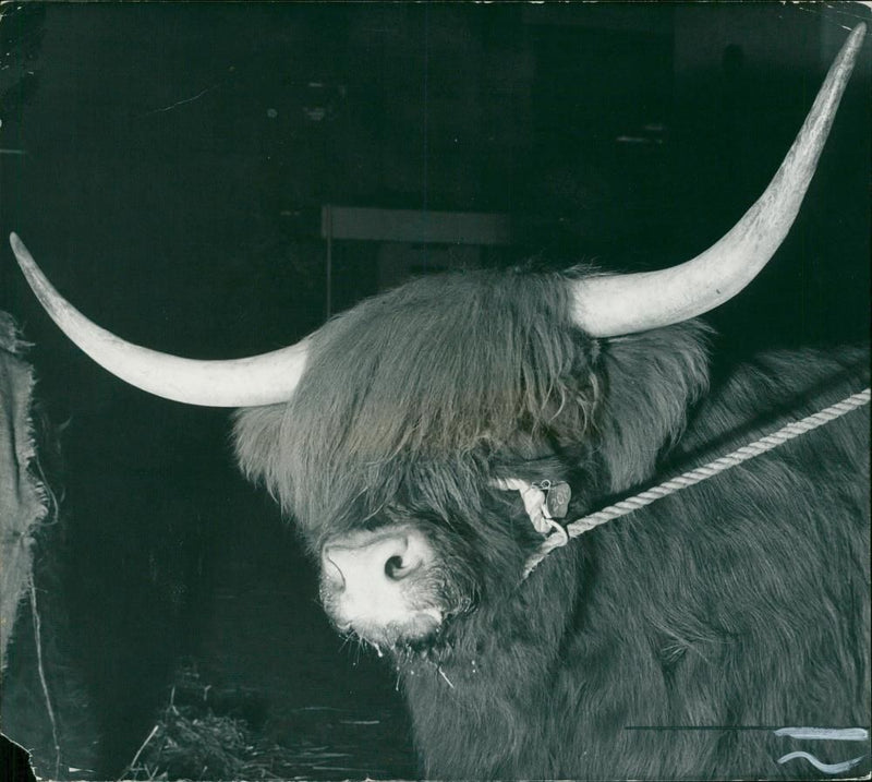 Animal, Cattle: Two Highland steers. - Vintage Photograph