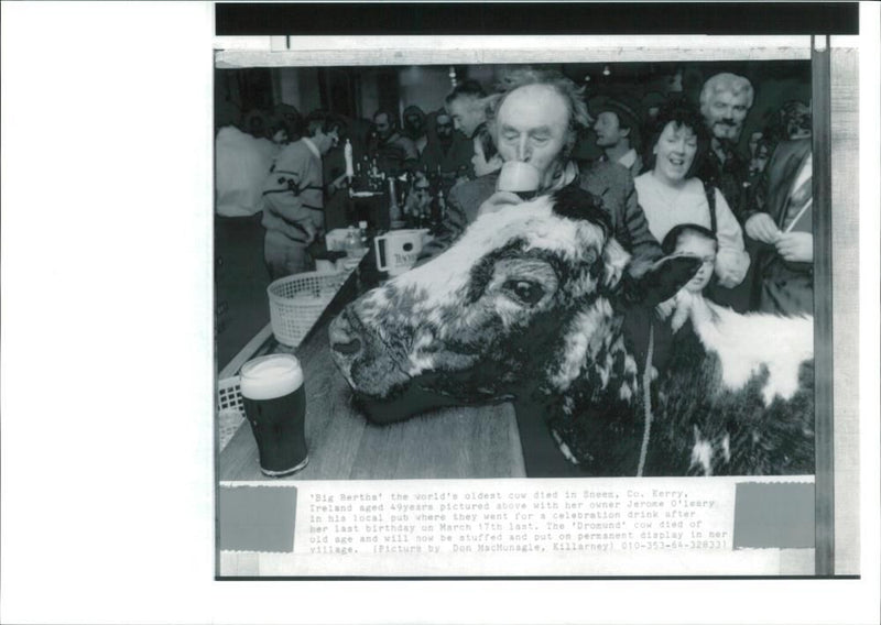 Animal, Cattle: Guinness drinking Big Bertha. - Vintage Photograph