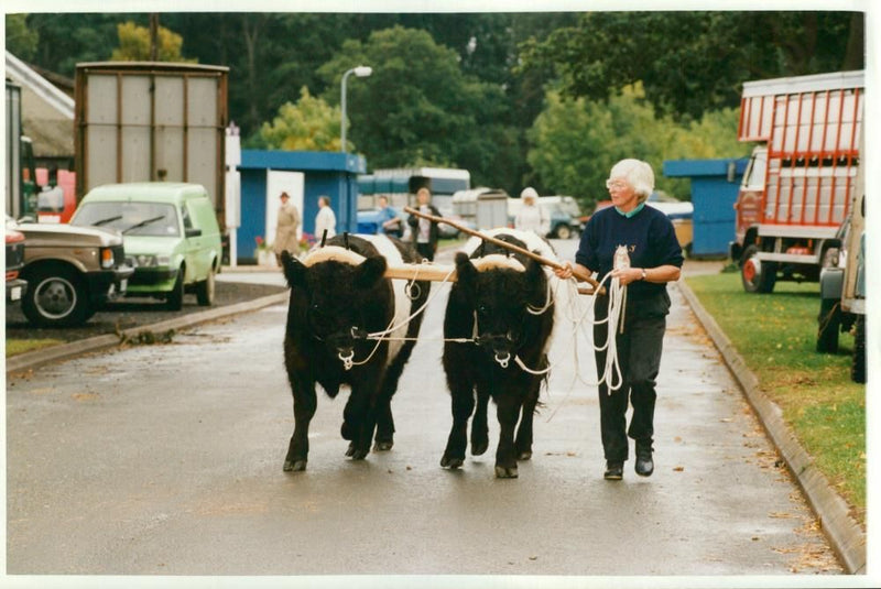 Animal, Cattle: Rare Breeds. - Vintage Photograph