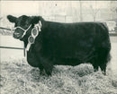 Animal, Cattle: Supreme champion of the show. - Vintage Photograph
