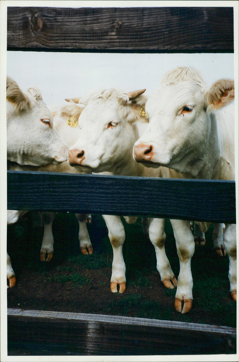 Animal, Cattles. - Vintage Photograph