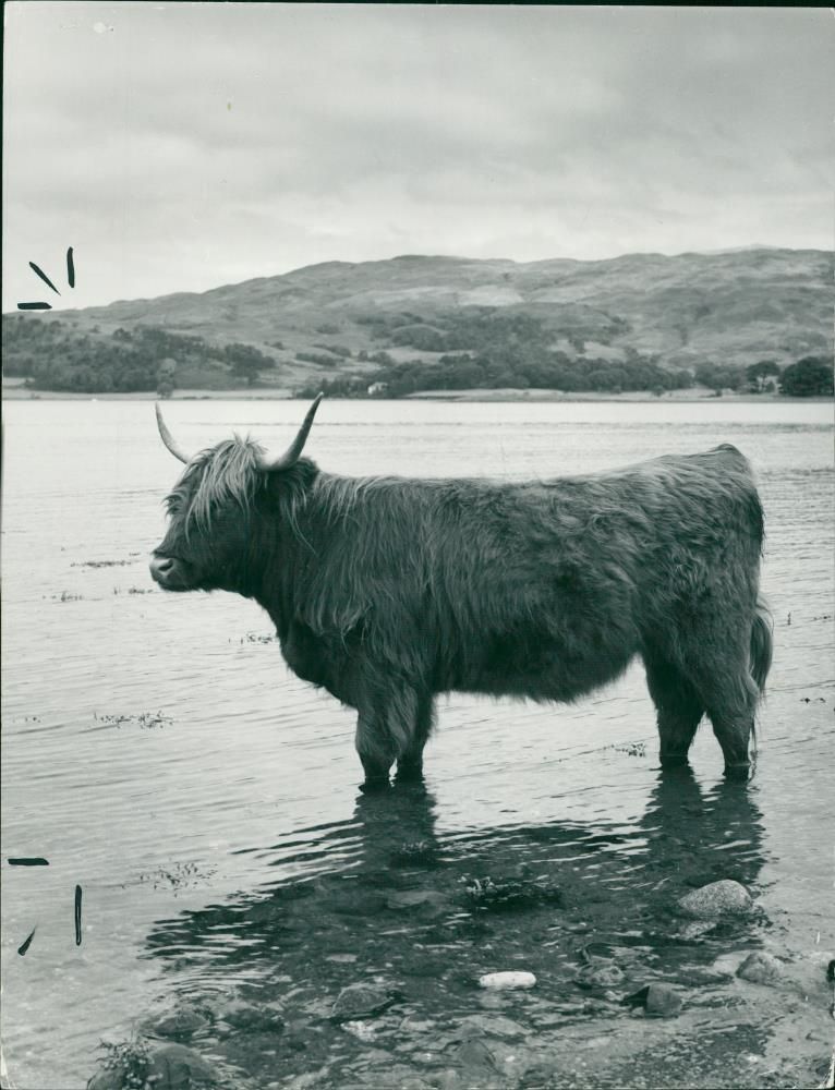 Animal, Cattle: A shaggy local takes the loch waters. - Vintage Photograph