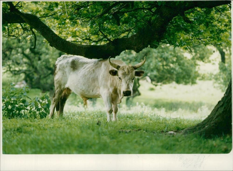 Animal, Cattle: A member of the ancient herd  of wild white cattle. - Vintage Photograph