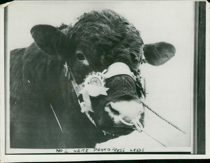 Animal, Cattle: Champions of their class. - Vintage Photograph