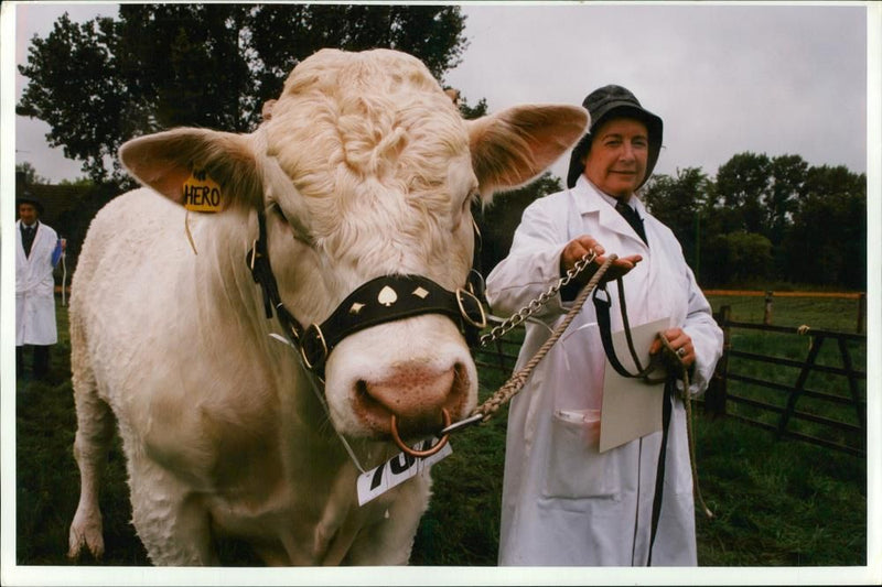 Animal, Cattle: Wiltern Show. - Vintage Photograph