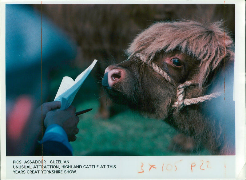 Animal, Cattle: A highland calf. - Vintage Photograph