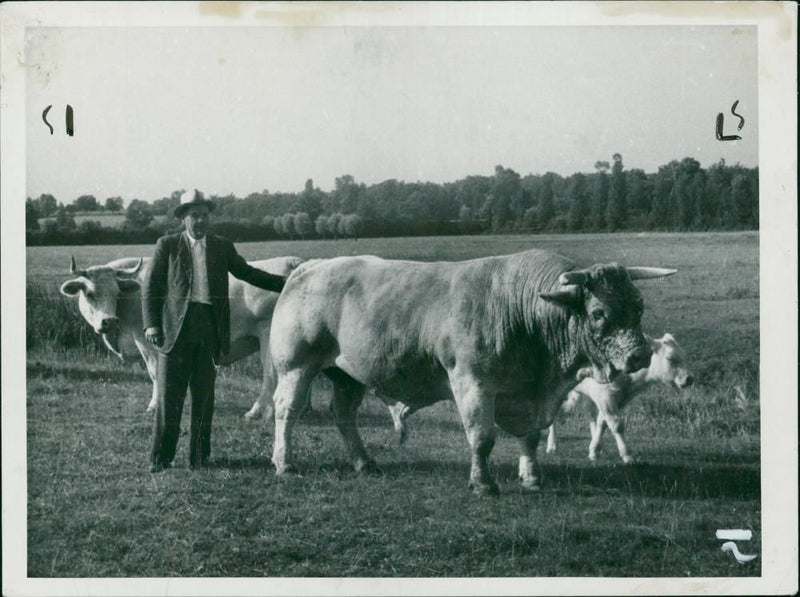 Animal, Cattle: A young Charollais bull. - Vintage Photograph