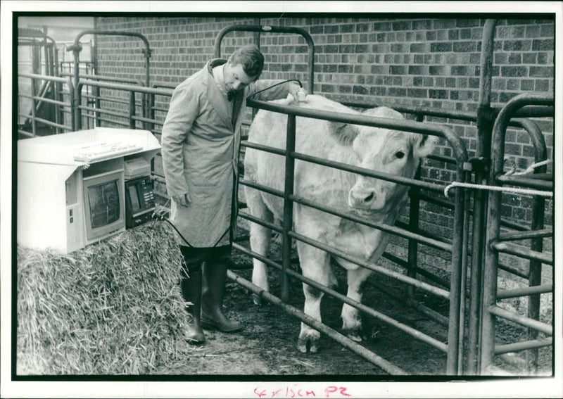 Animal, Cattle: Mr John Wilson uses the cattle grading computer. - Vintage Photograph