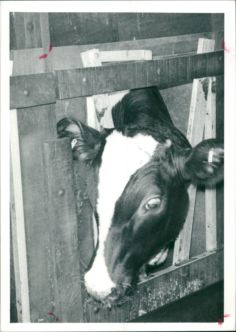 Animal, Cattle: Condemned meat. - Vintage Photograph