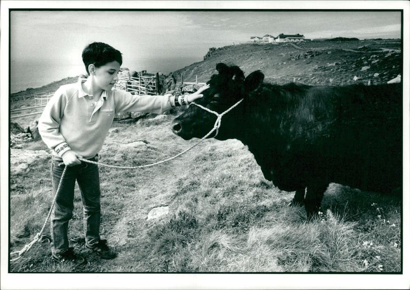 Animal, Cattle: A child with a cattle. - Vintage Photograph