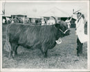Animal, Cattle: Lili-A-Gleann. - Vintage Photograph