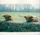 Animal, Cattles. - Vintage Photograph