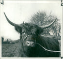 Animal, Cattle: Galloway Steer. - Vintage Photograph