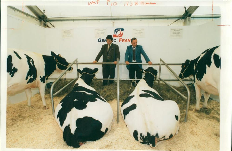 Animal, Cattle: Euro Dairy Farming Event. - Vintage Photograph