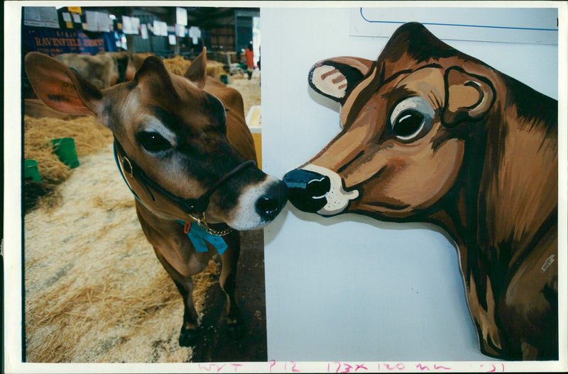 Animal, Cattle: Stoneleigh Dairy Show. - Vintage Photograph