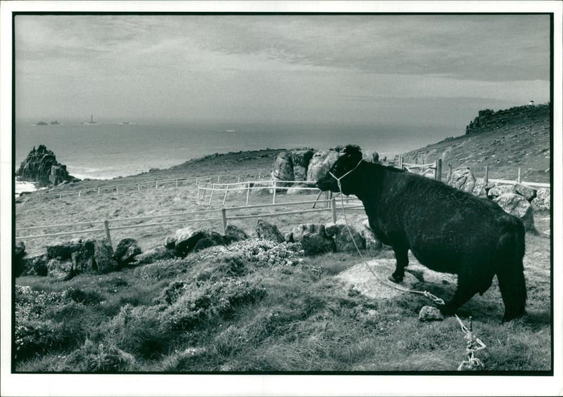 Animal, Cattle. - Vintage Photograph