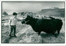 A child with a Cattle. - Vintage Photograph