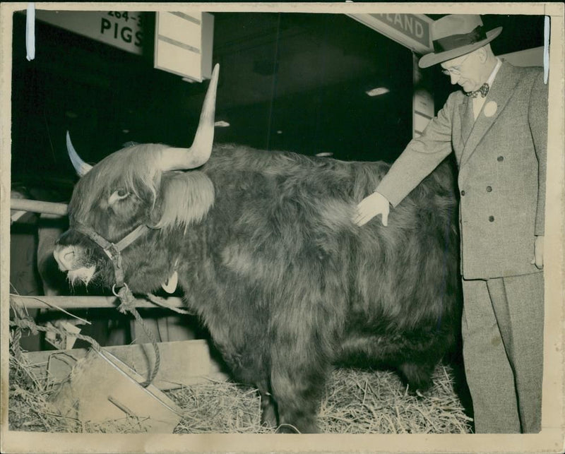 Animal, Cattle: The finest judge of steersin the U.S.A. - Vintage Photograph