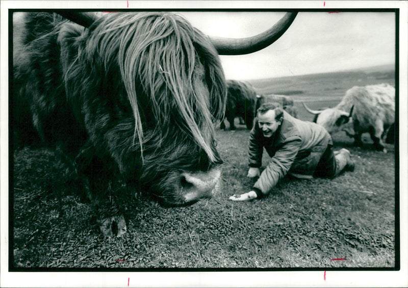 Animal, Cattle: Mr Midrael Gibson with some of his Highland cattle. - Vintage Photograph