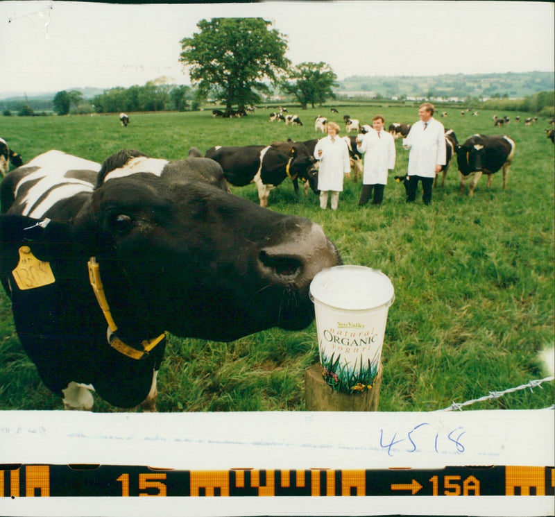 Animal, Cattle: Yeo Valley Zoghurt. - Vintage Photograph