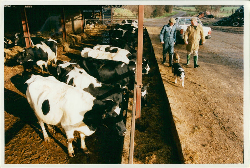 Animal, Cattle: Roger and Martin Bazeley. - Vintage Photograph