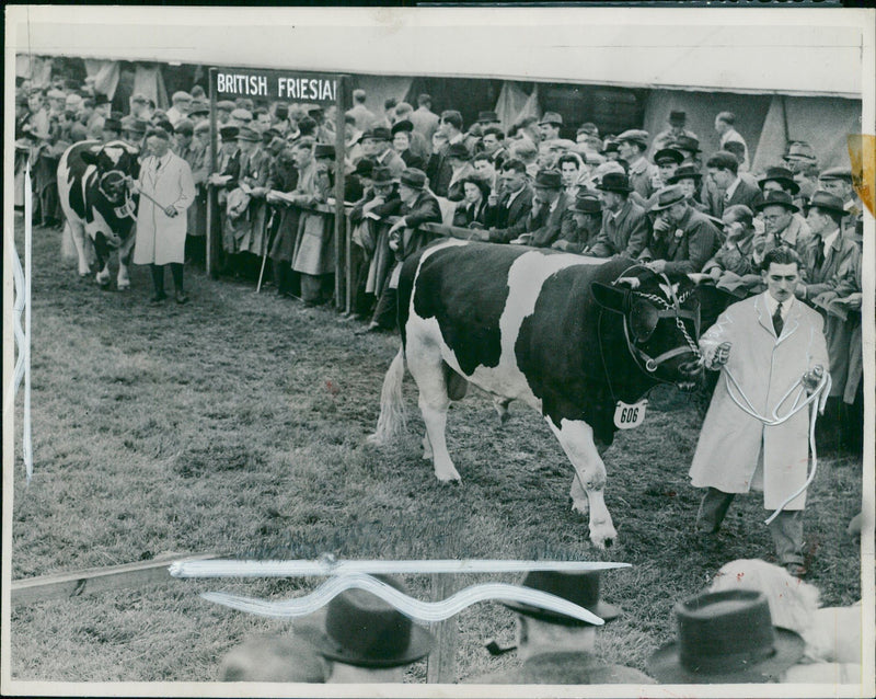 Animal, Cattle: Royal show at Lincoln. - Vintage Photograph