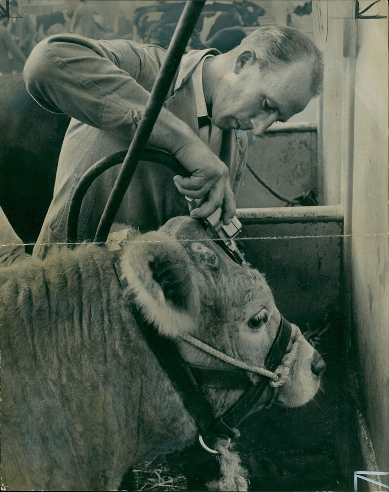 Cattle:Charolais british friesian - Vintage Photograph